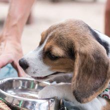 Trinkbrunnen für Hunde Trinkbrunnen für Hunde test